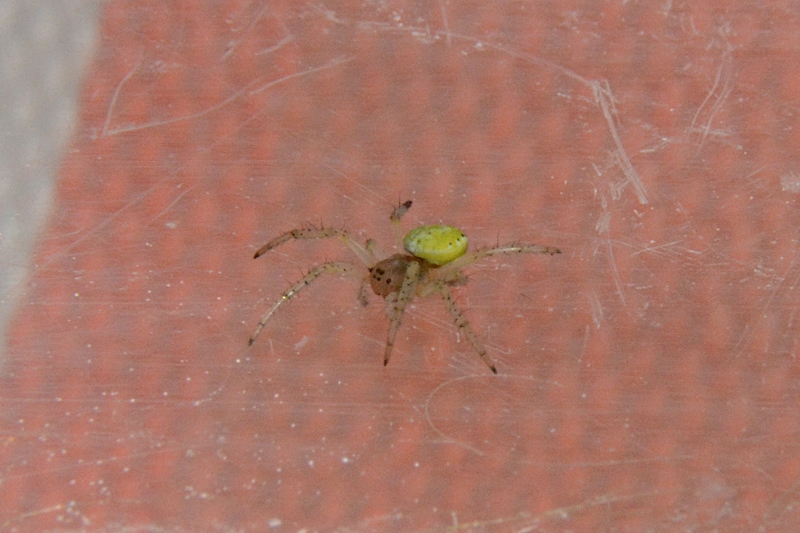 Araniella sp. - Sassoferrato (AN)